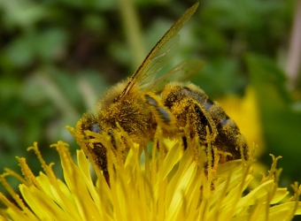 蜂はタンポポの花を受粉している